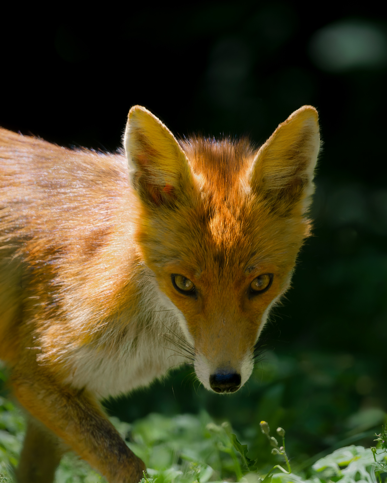 Red fox