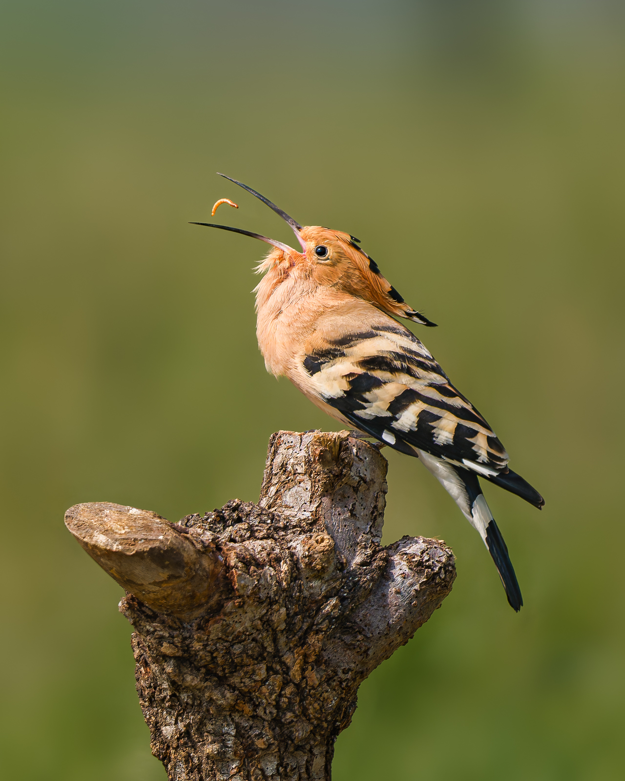 Hoopoe, Italy