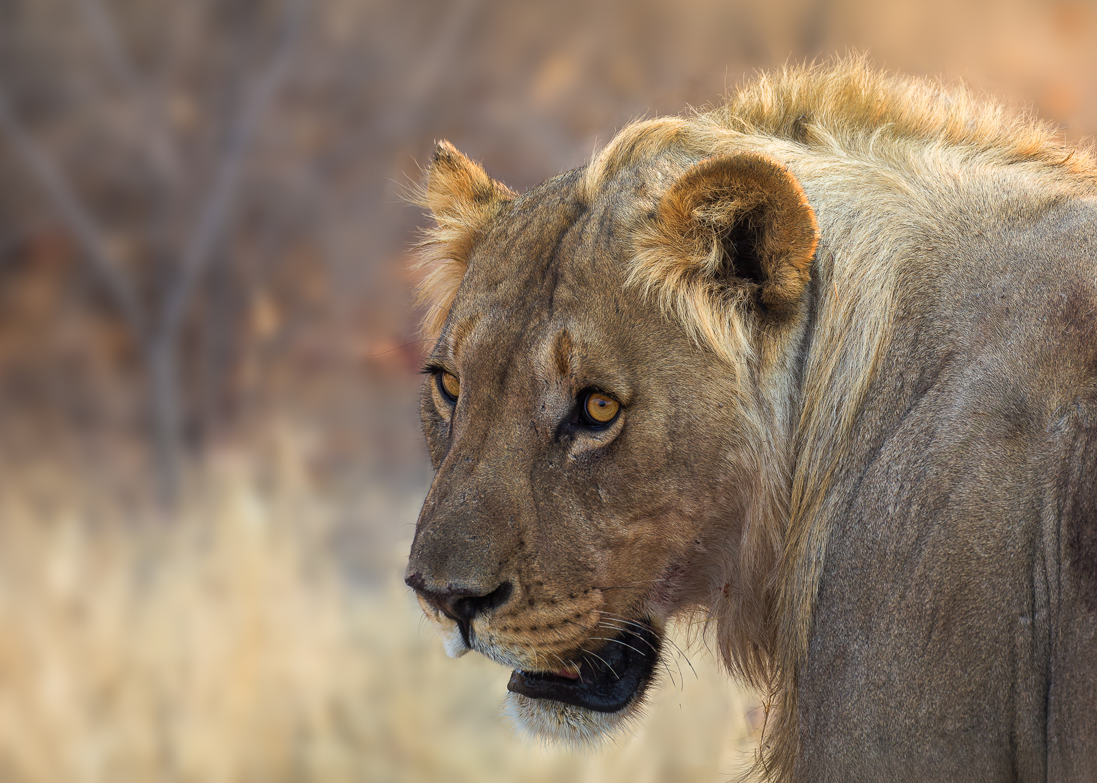 Lion, Namibia